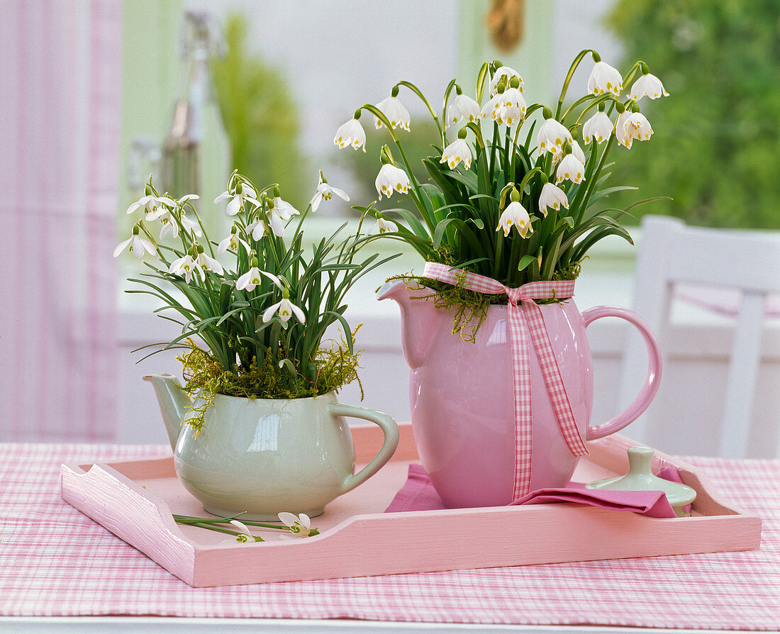 Galanthus (Schneeglöckchen), Leucojum (Märzenbecher) in Kannen