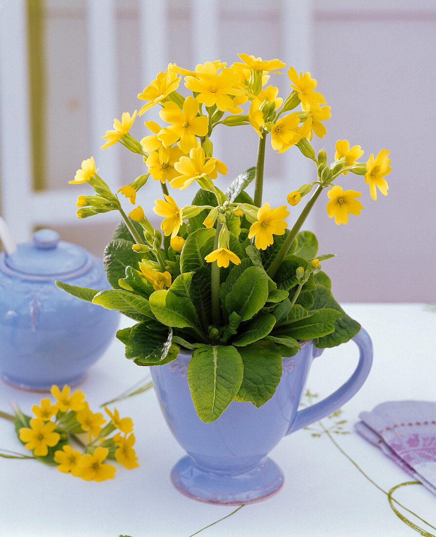 Primula veris (Schlüsselblume) in Tasse