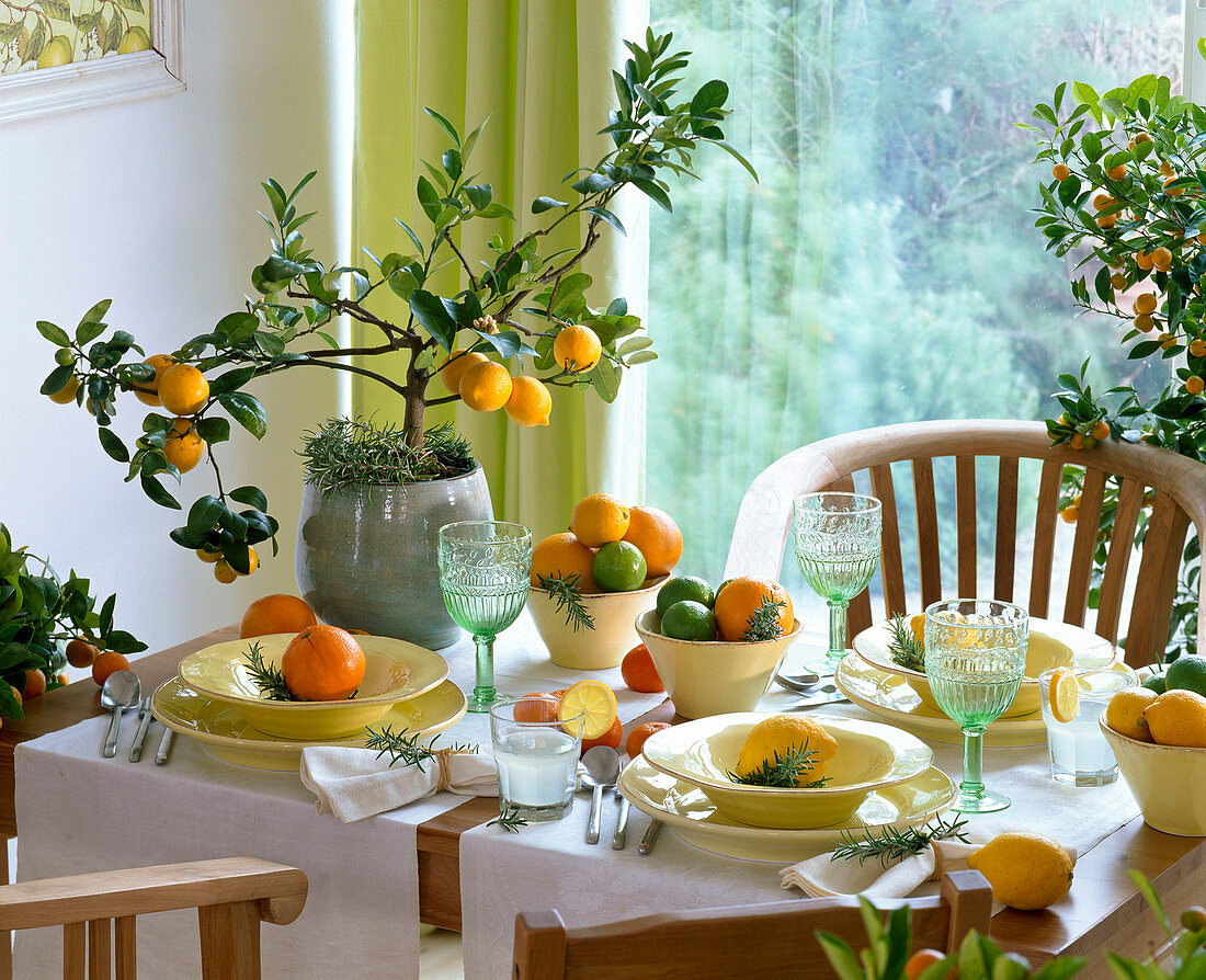 Tischdekoration mit Citrus (Zitrone) im Topf, Citrus (Orange, Mandarine)