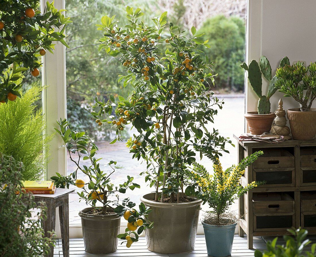 Citrus (Zitrone, Calamondine), Acacia (Mimose), Opuntia (Opuntie)