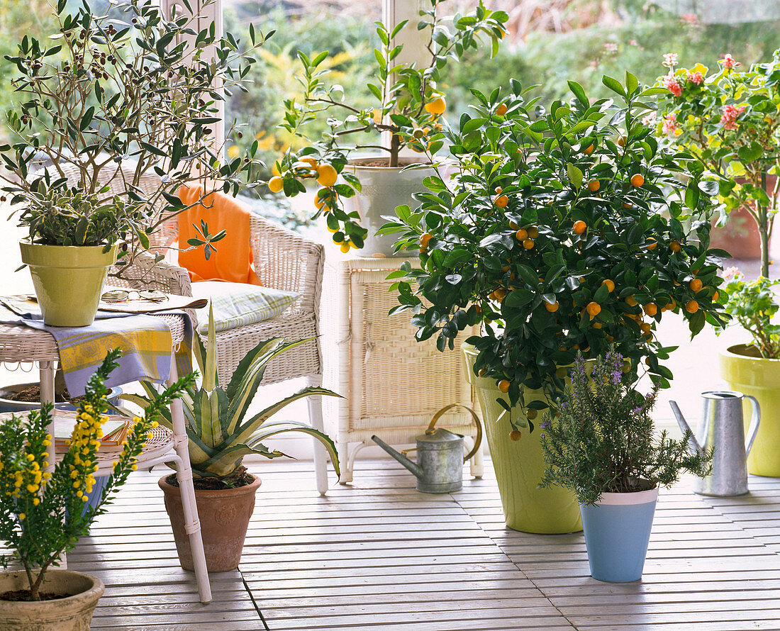Wintergarten mit Citrus (Calamondine, Zitrone), Olea (Olive), Agave