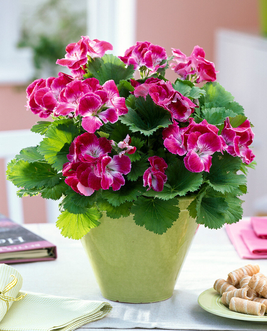 Pelargonium Surfin 'Crimson' (Geranium)