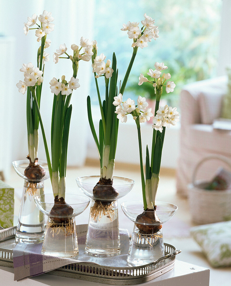Narcissus 'Ziva' syn 'Paperwhite' on hyacinth glasses