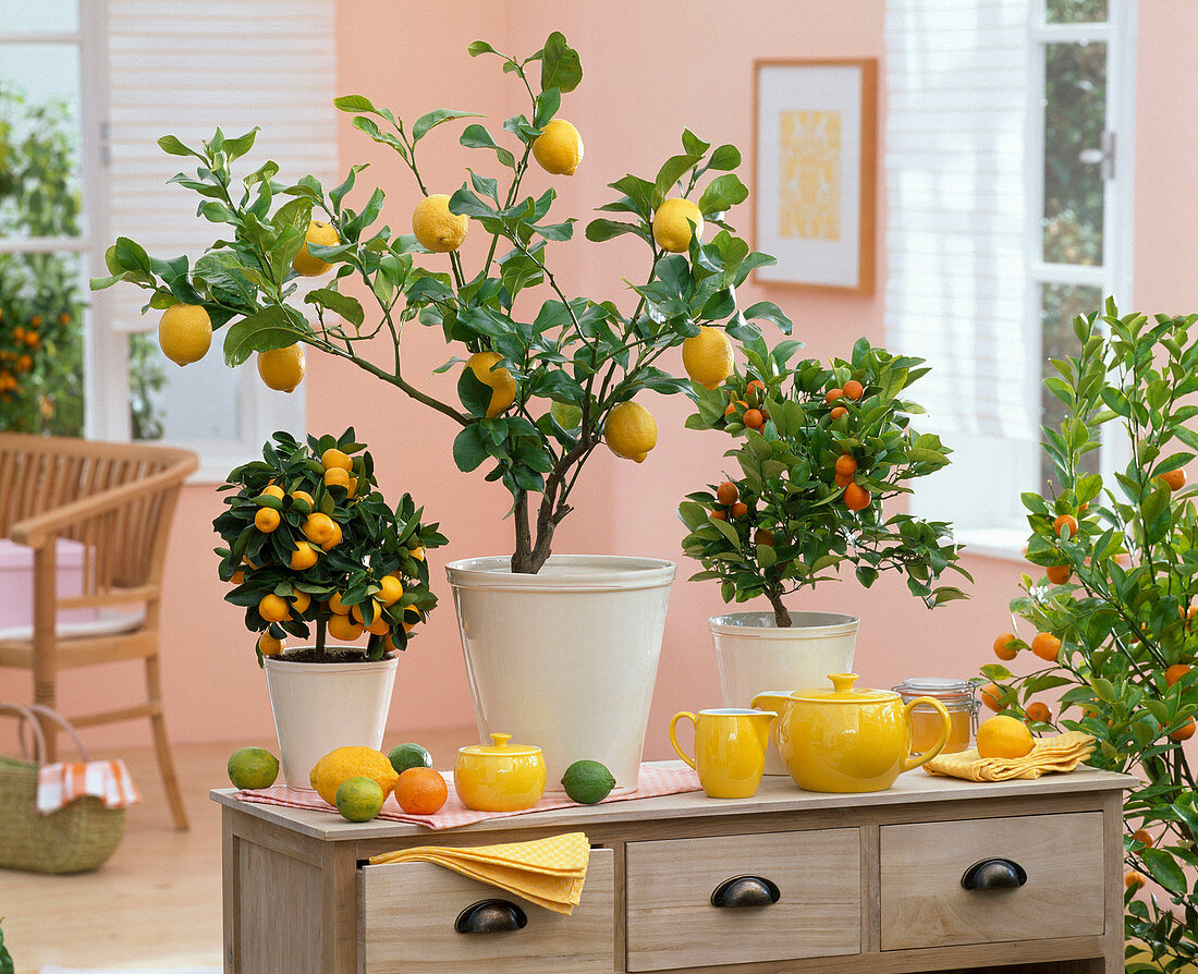 Citrus limon (Zitrone), Citrofortunella microcarpa (Calamondinorangen)
