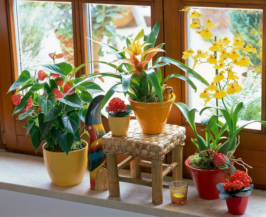 Fenster mit Exoten : Anthurium (Flamingoblume), Kalanchoe