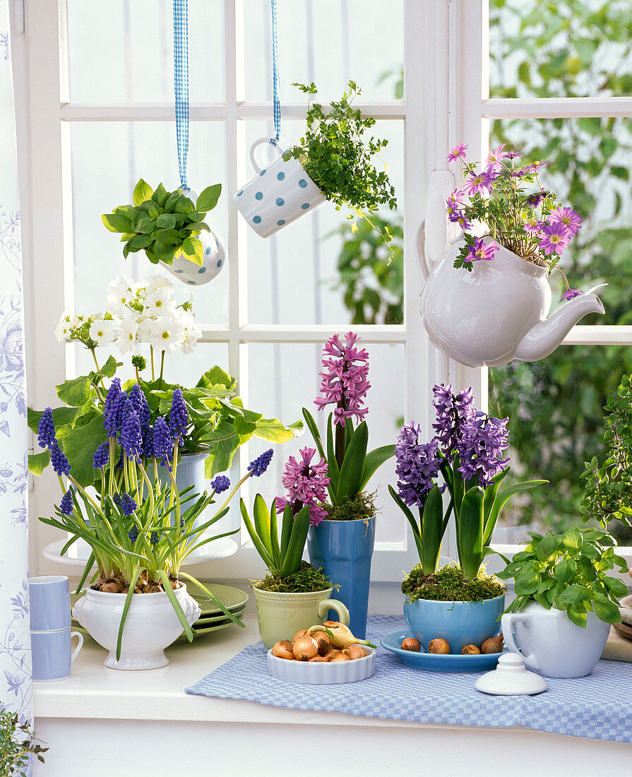 Frühlingsblumen am Fenster : Muscari (Traubenhyazinthen), Primula obconica