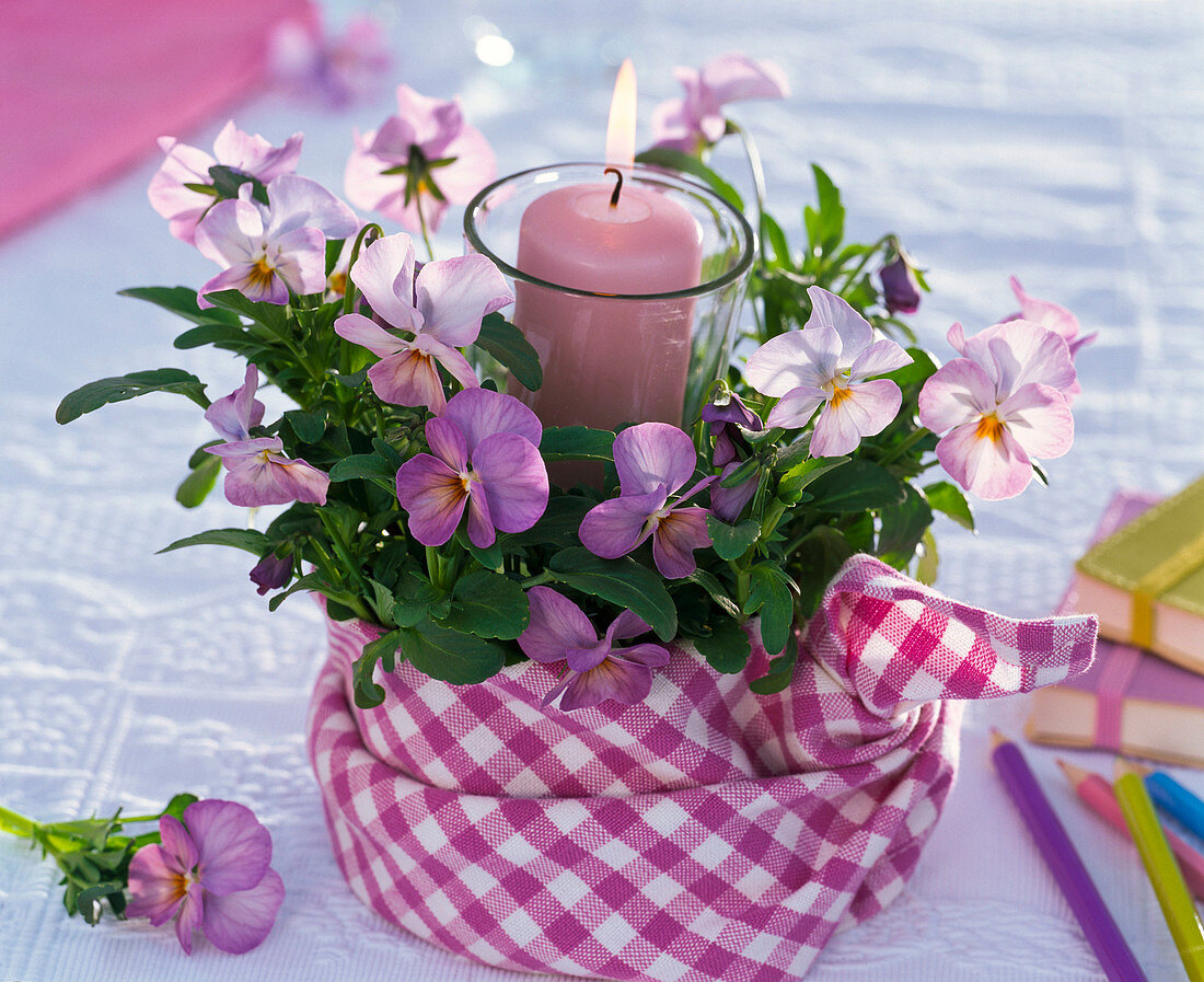 Viola cornuta (Hornveilchen) mit Windlicht, Serviette um Topf drapiert