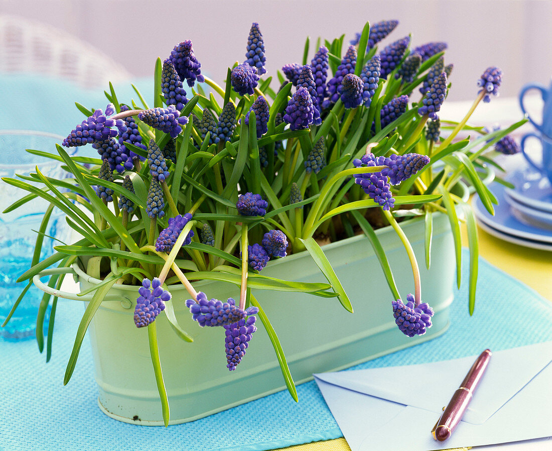 Muscari (grape hyacinth) in jardiniere, letter, penholder