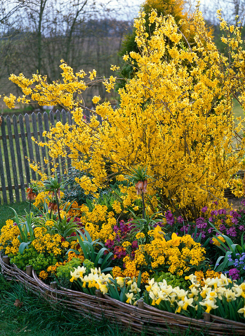Forsythia (Goldglöckchen) mit Frühlingsblumen im Rundbeet