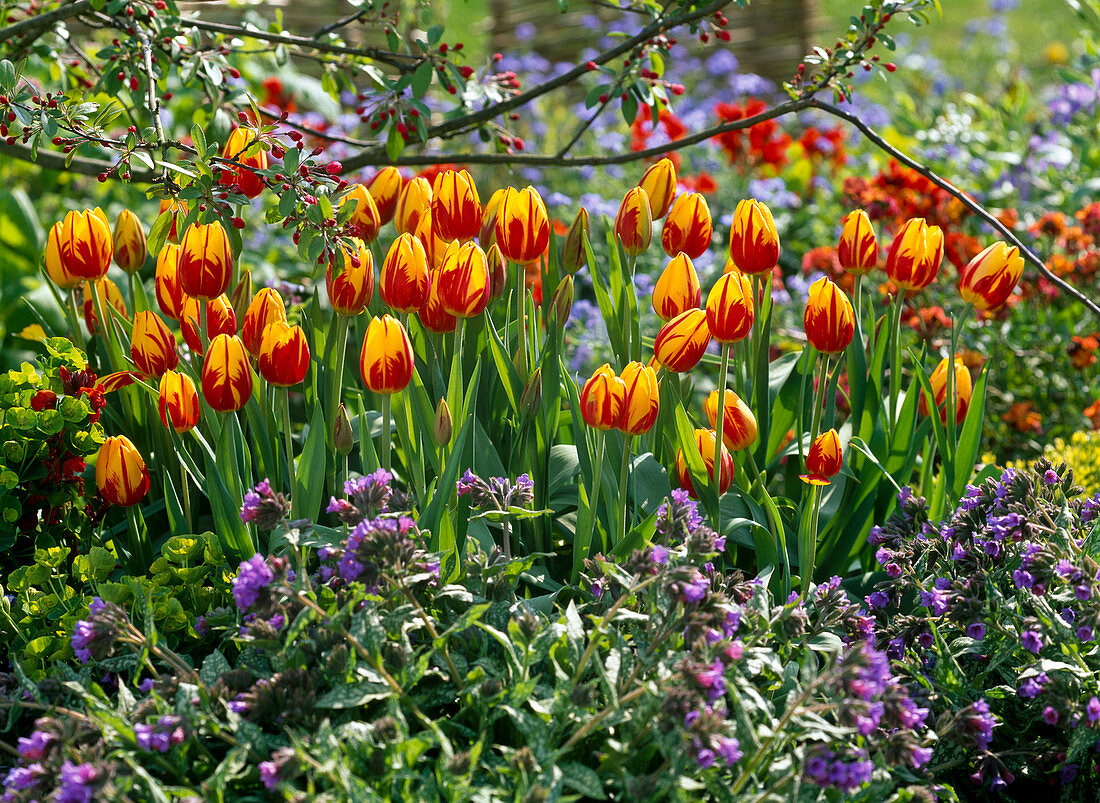 Tulipa 'Mickey Mouse' (Tulpen), Pulmonaria (Lungenkraut)