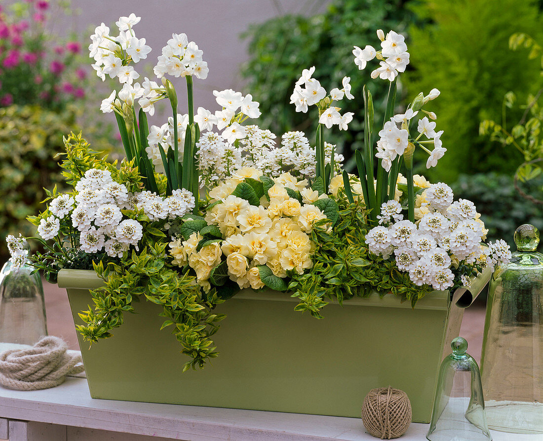 Iberis 'Miniature Snowflake', 'Snowball', Narcissus 'Nir'