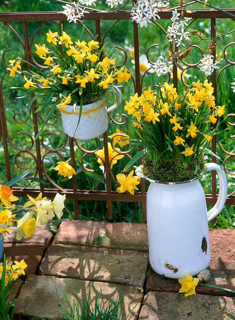 Narcissus 'Tete a Tete' (Narzissen) in emaillierten Kannen