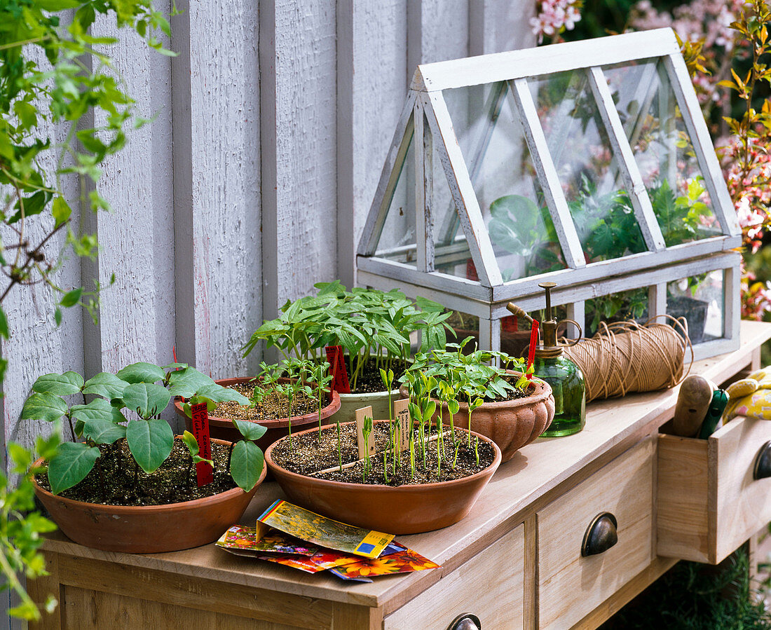 Sommerblumen - Sämlinge in kleine Schalen, Mini-Gewächshaus