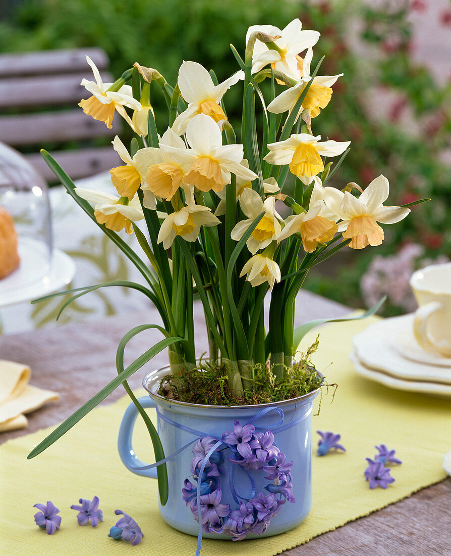 Narcissus 'Kate Heath' (Narzissen) in emailliertem Milchtopf