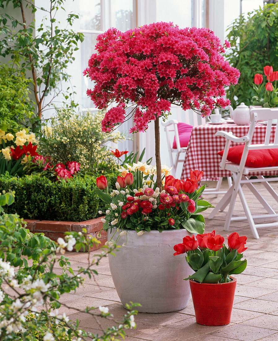 Rhododendron ' Toreador ' (Japan. Azalee - Stamm)