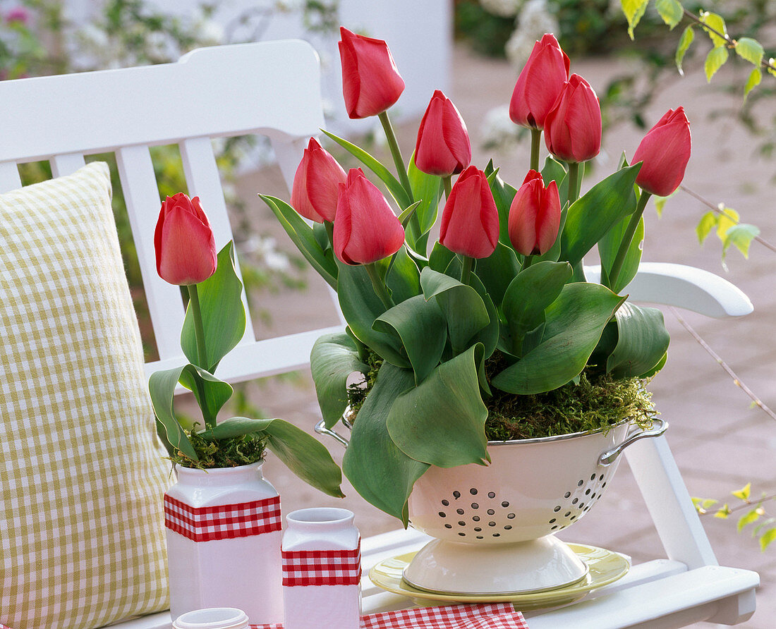 Tulipa 'Couleur Cardinal' (tulip) in enameled colander