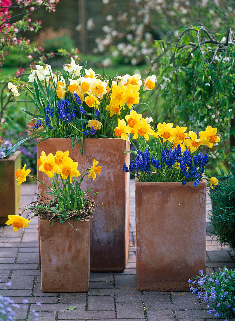 Narcissus 'Suada', 'Sunshine', 'Cassata' (Daffodil), Muscari