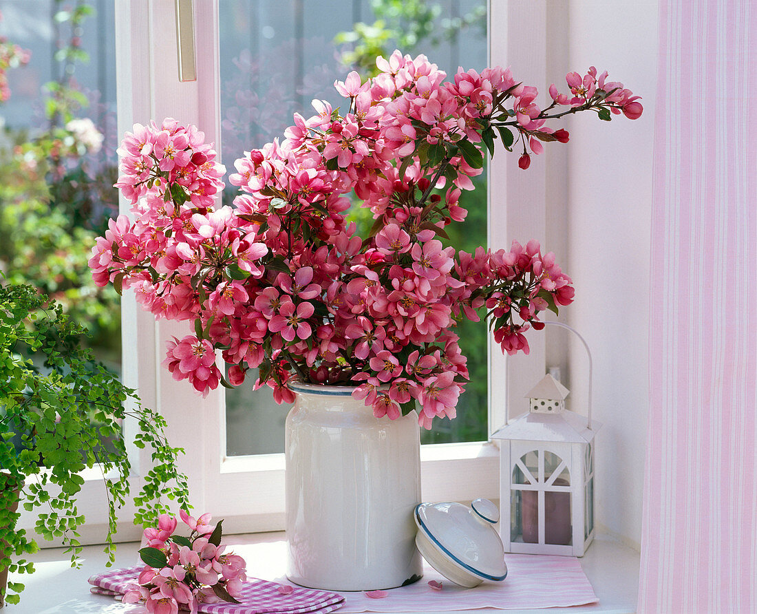 Strauß aus Malus (Zierapfel) am Fenster