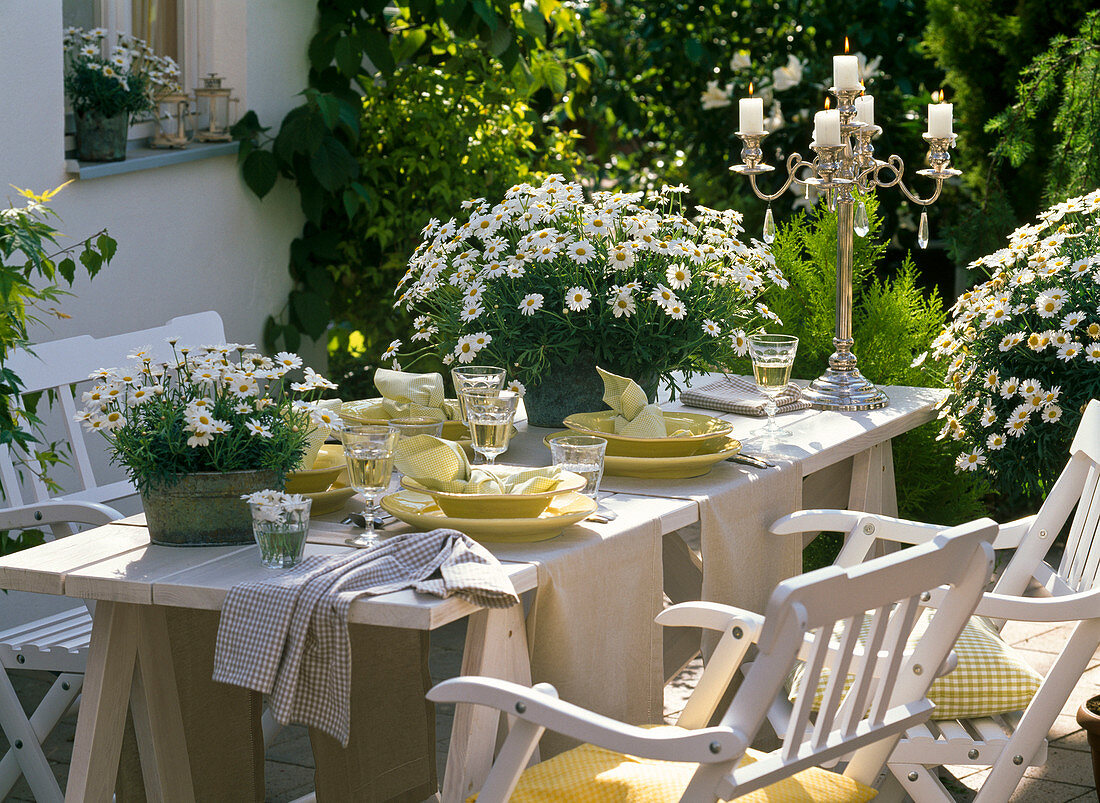 Table decoration with shrub marguerites