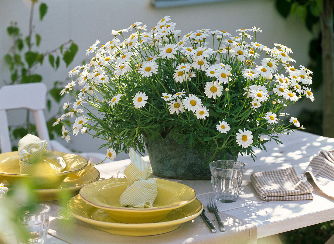 Tischdekoration mit Strauchmargeriten