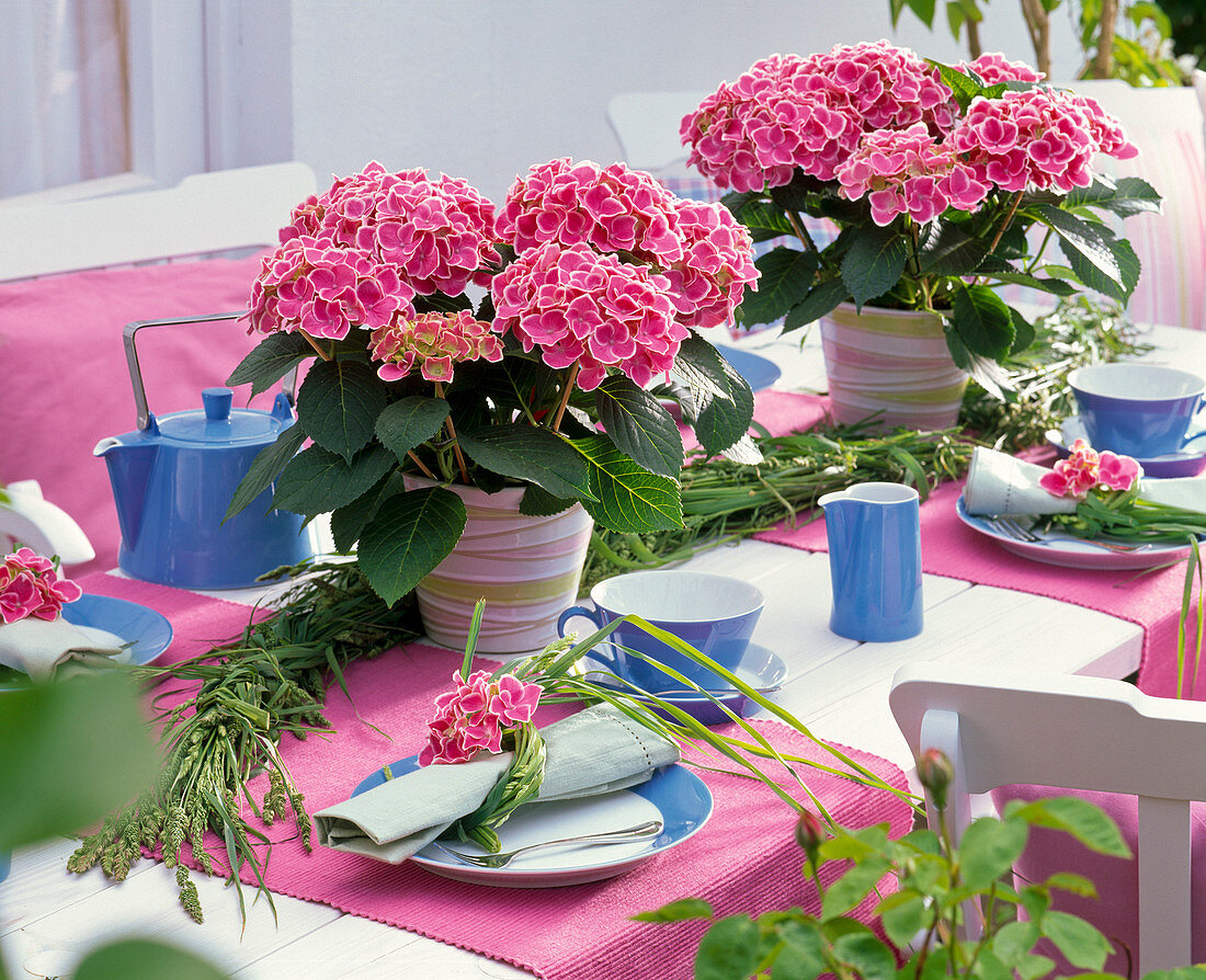 Tischdekoration mit Hydrangea 'Tivoli' (Hortensien), Zopf aus Gräsern
