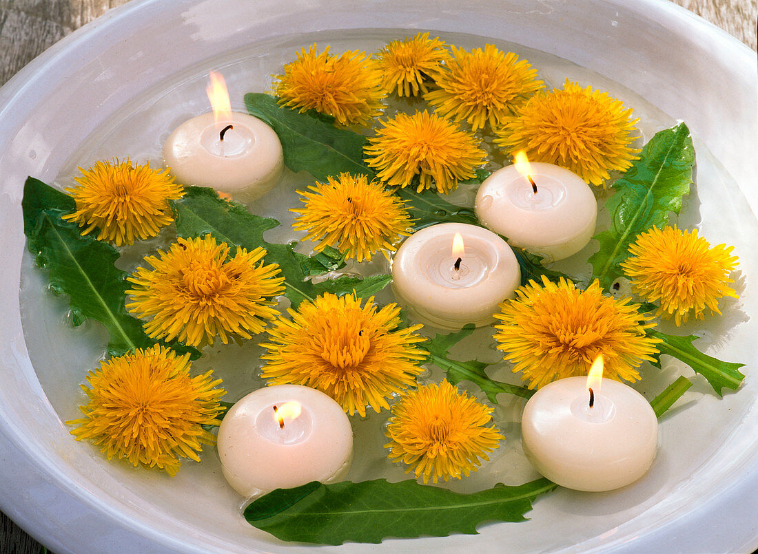 Taraxacum (Löwenzahn) in Wasser schwimmend, Schwimmkerzen