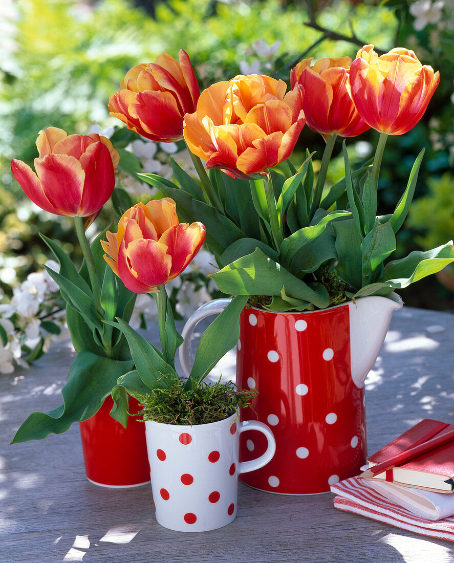 Tulipa 'Bright Sight' (tulip) in cups and jug