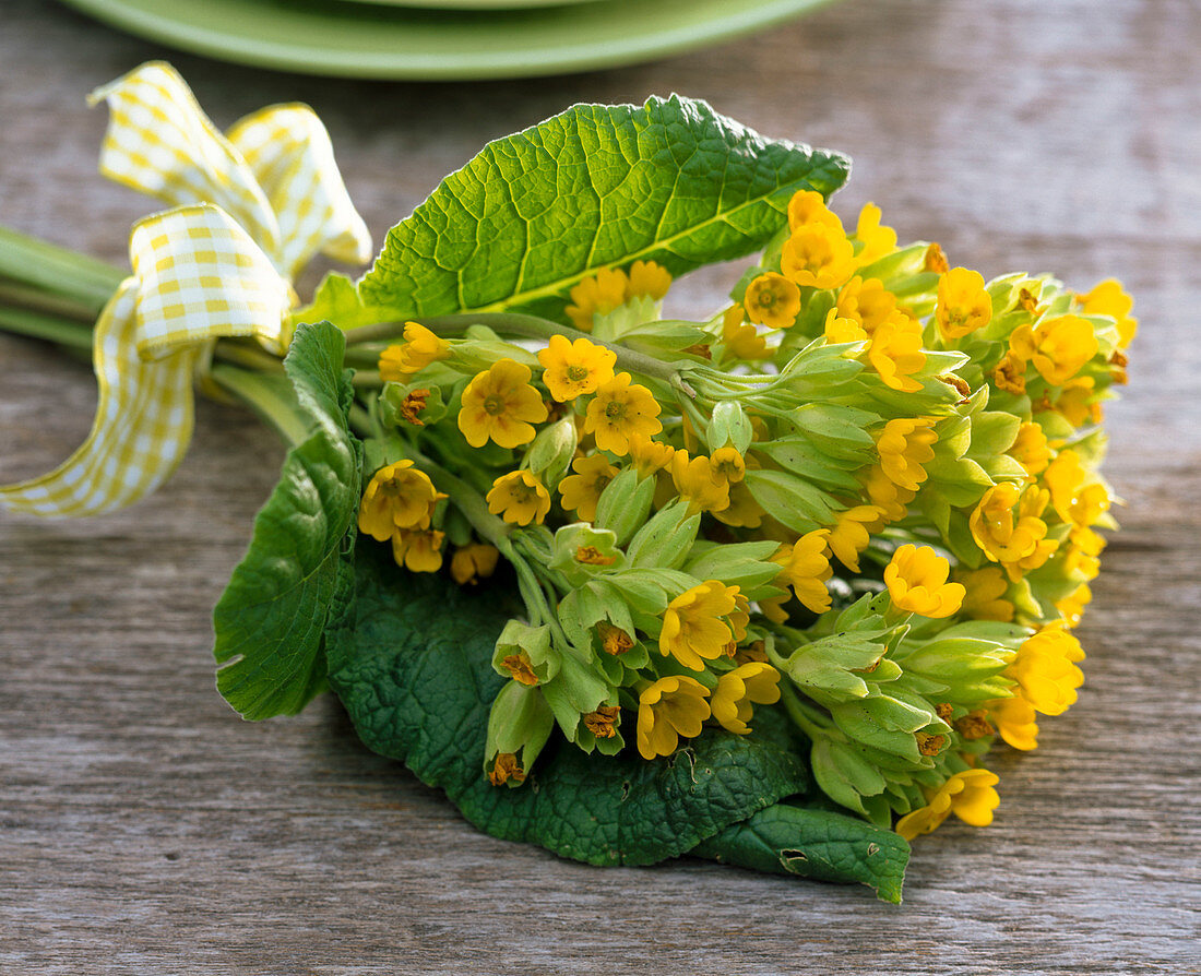 Strauß aus Primula veris (Schlüsselblumen)