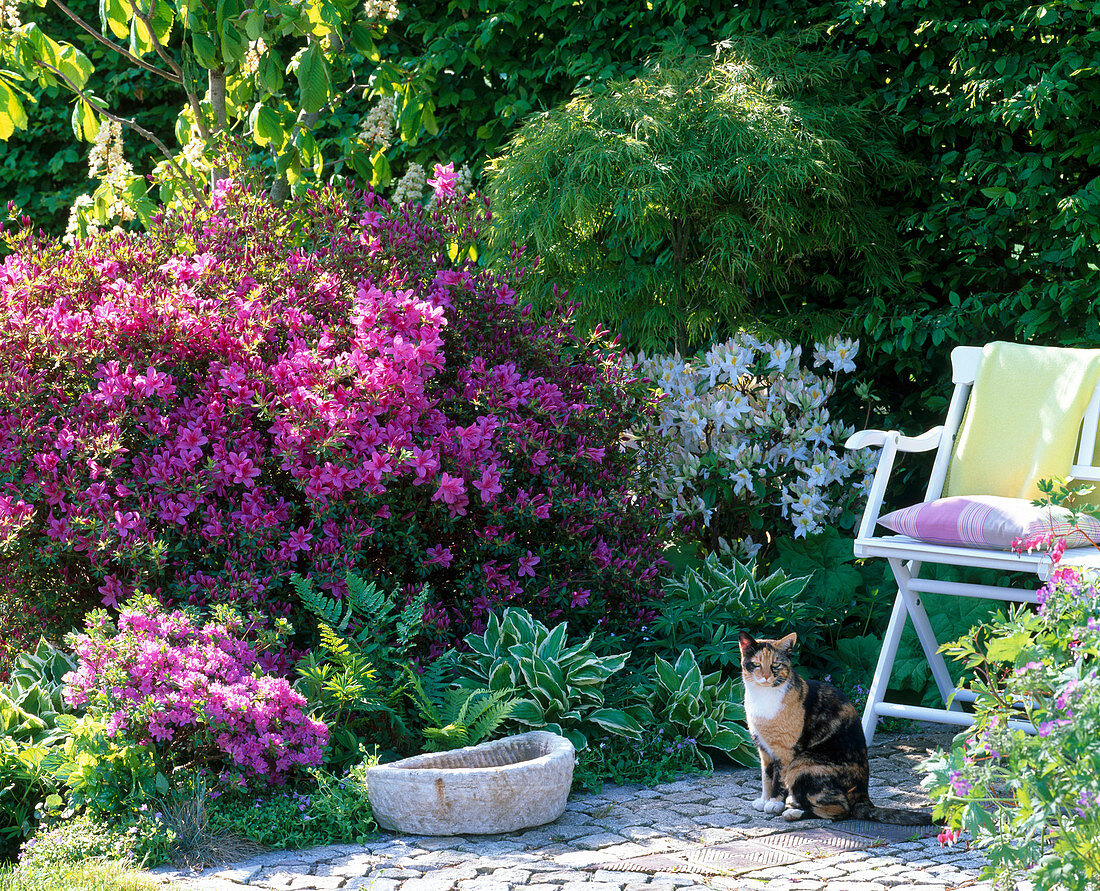 Rhododendron obtusum 'Kermesina' 'Hinocrimson' (Japanische Azaleen)