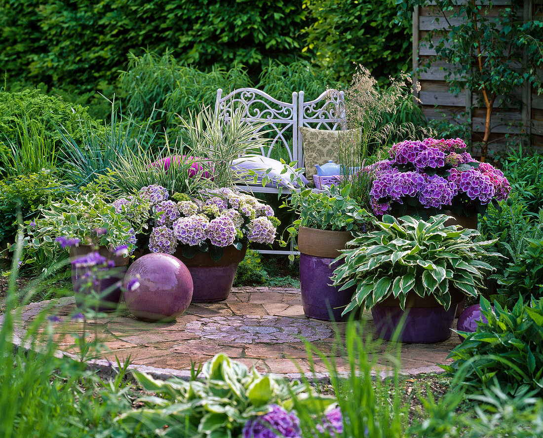 Schattenterrasse mit Hydrangea (Hortensien) und Hosta (Funkie)