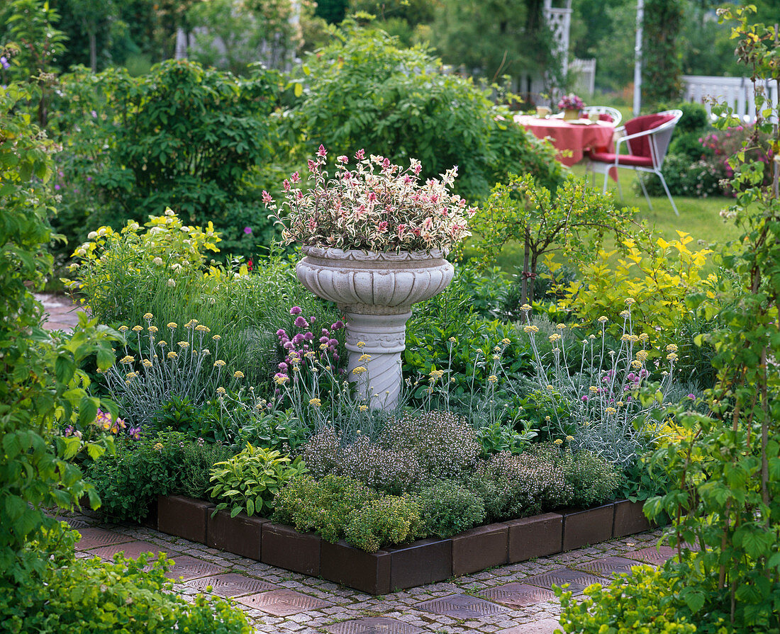 Herb bed with thymus vulgaris and citriodorus (thyme)
