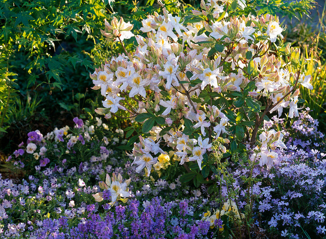 Rhododendron 'Daviesii' (Garden Azalea)