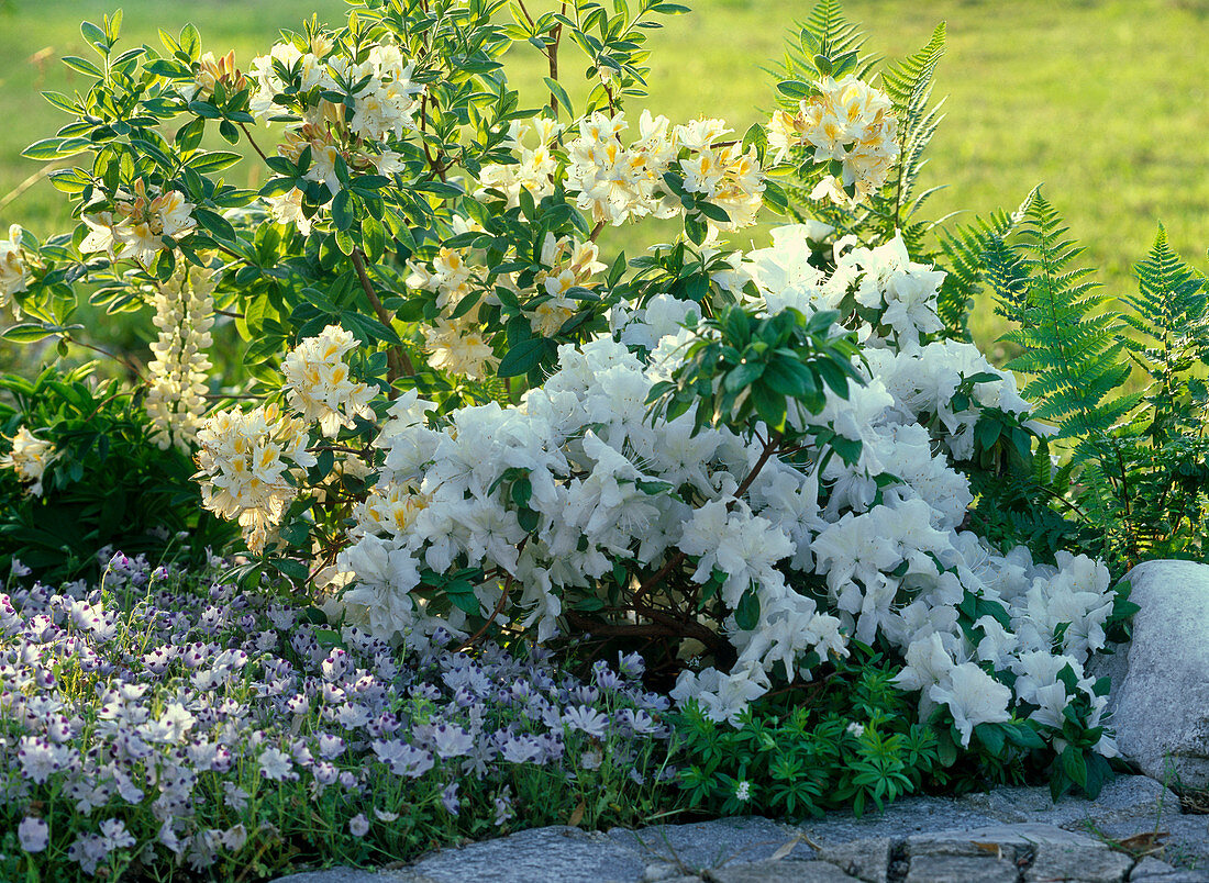 Rhododendron 'Snow Gold', 'Snow White' (garden azalea)