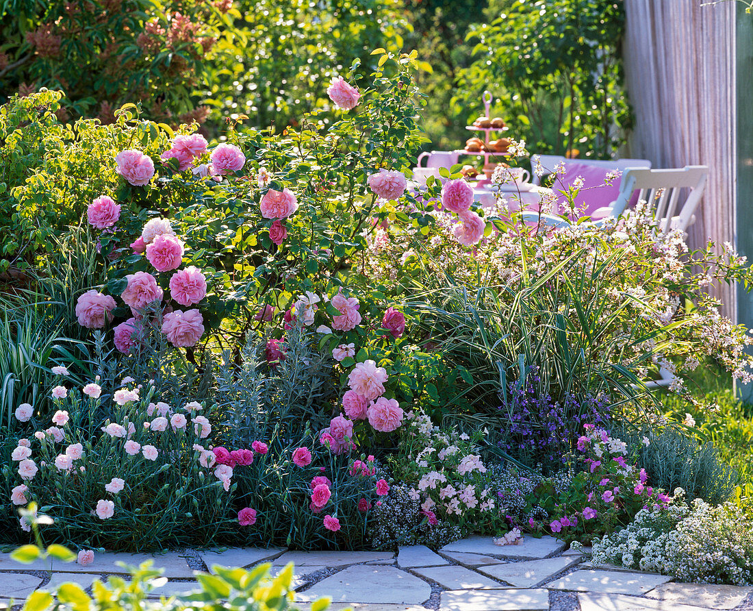 Rosa 'Mary Rose' (English rose), often flowering shrub rose