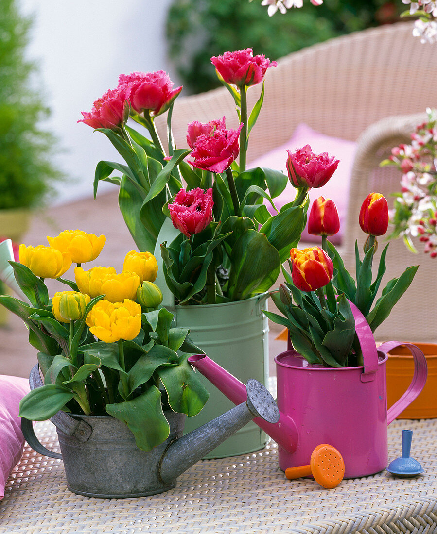Tulipa 'Yellow Baby', 'Matchpoint', 'Bright Sight' (Tulip)