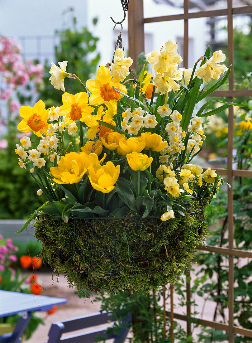 Narcissus 'Orange Eye', 'Cassata', 'Avalanche' (Daffodil)