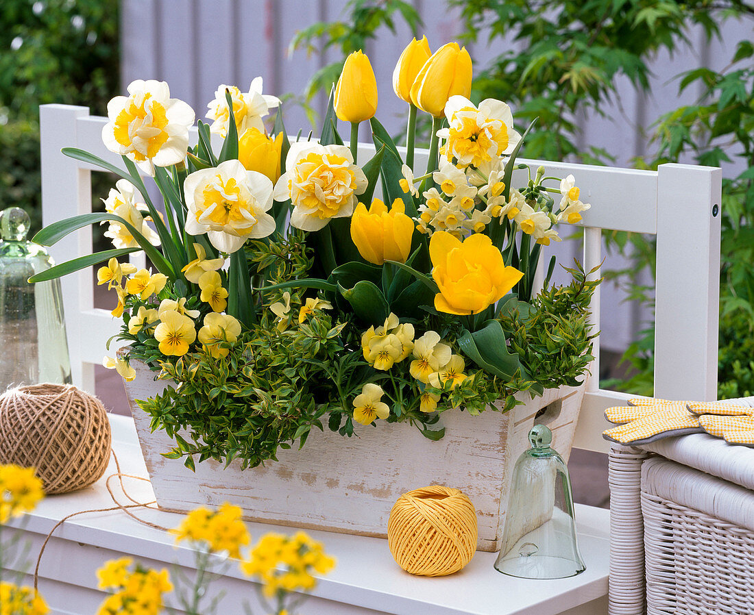 Weiß - gelber - Kasten : Narcissus 'Westward''Avalanche' (Narzissen), Tulipa