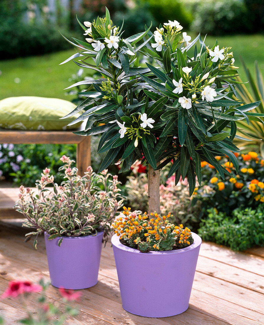 Nerium oleander 'Soeur Agnes' (Oleander) Stamm unterpflanzt