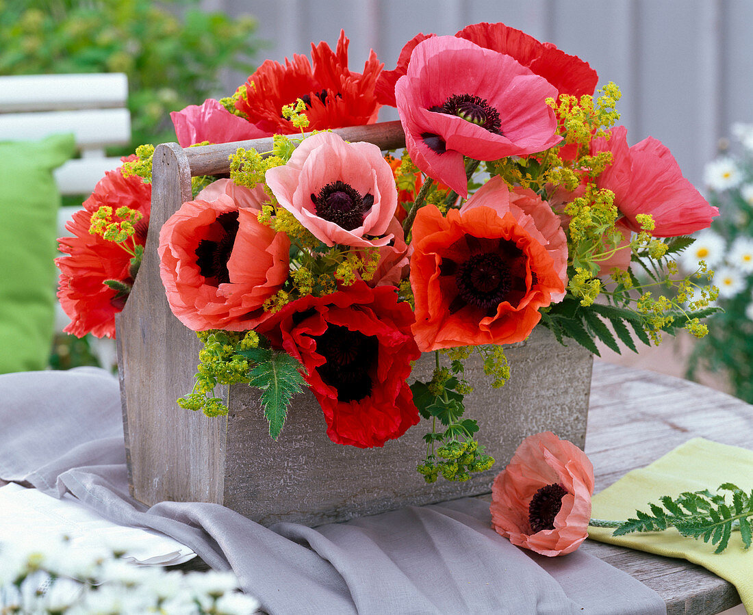 Strauß aus Papaver (Mohn) und Alchemilla (Frauenmantel) in Korb