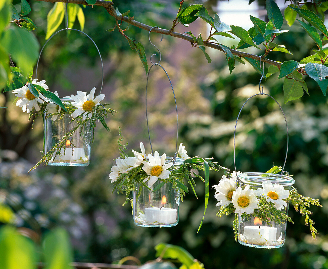 Windlichter mit Leucanthemum (Frühlings - Margeriten) und Gräsern