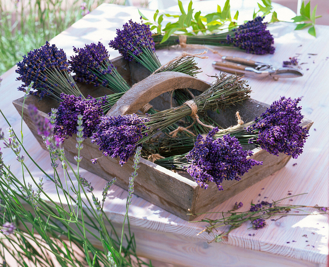 Lavandula (Lavendel) zum Trocknen gebündelt in Korb
