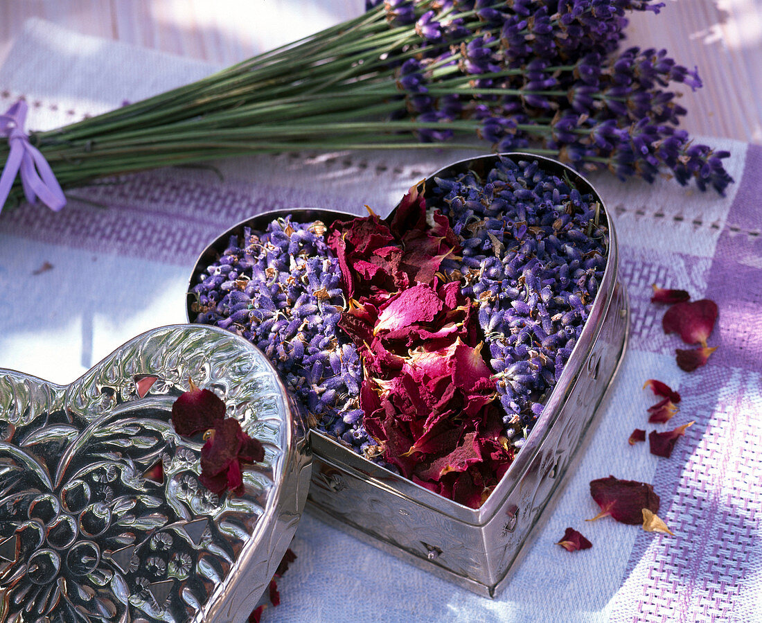 Getrocknete Blüten von Lavandula (Lavendel) und Rosa (Rosen) in Dose