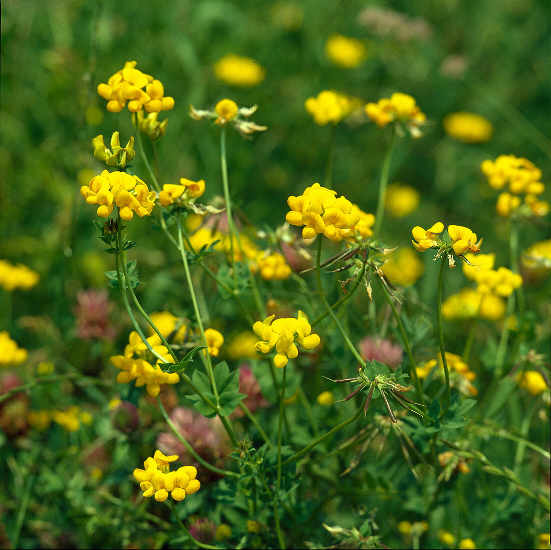 Lotus corniculatus (Gemeiner Hornklee)