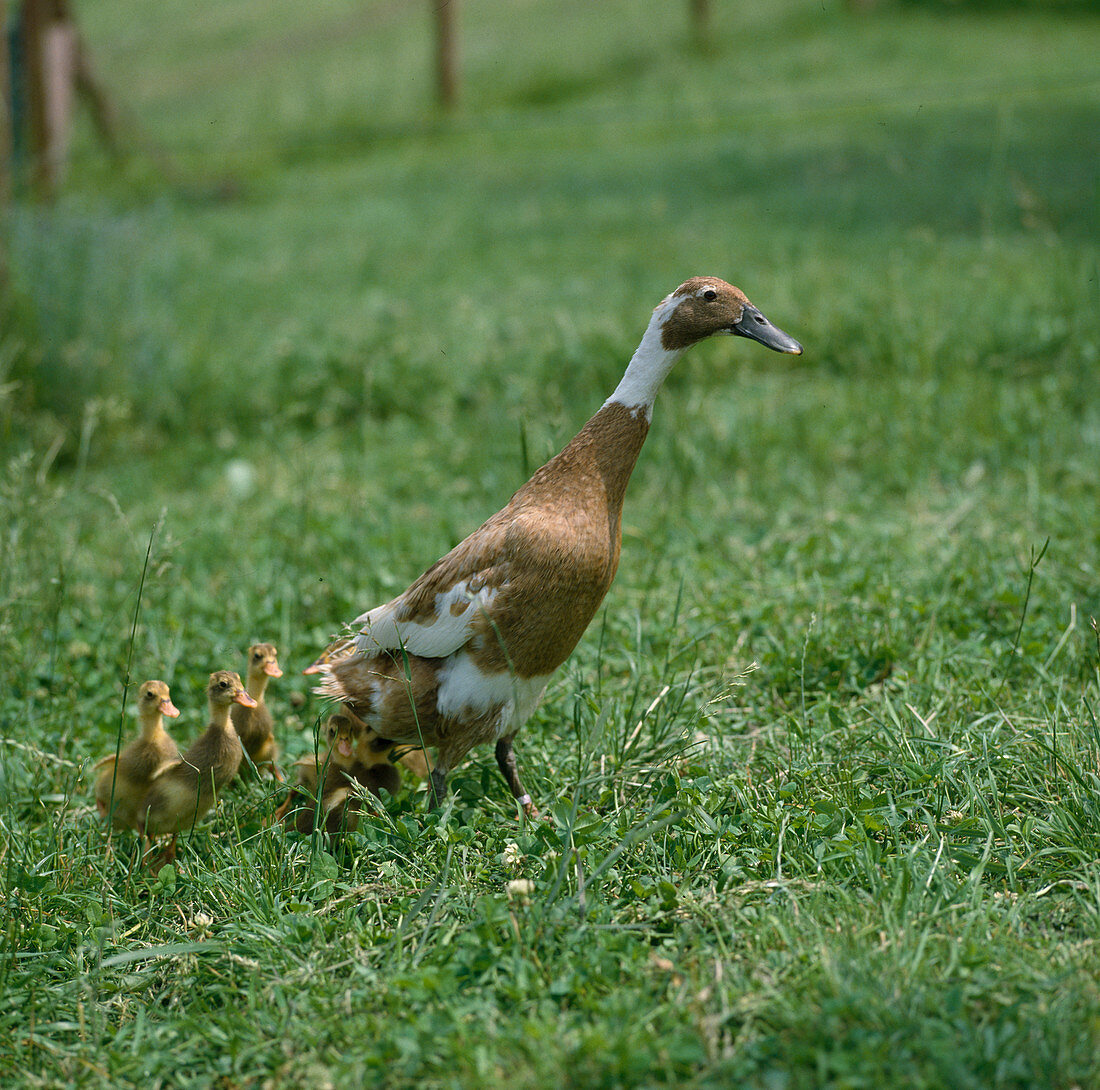 Anas (Indische Laufenten), rehbraun gescheckte Entenmutter mit Küken