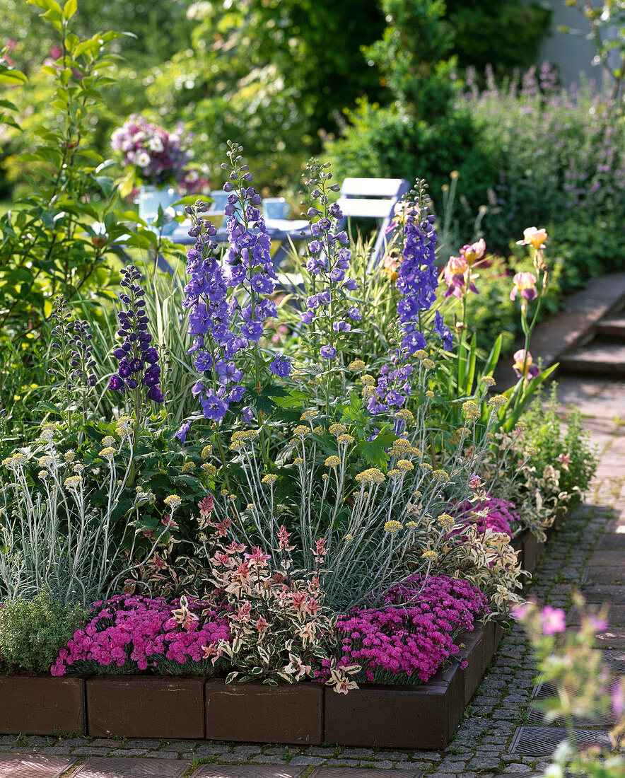 Delphinium Magic Fountain 'Blue''Excalibur' (Rittersporn)