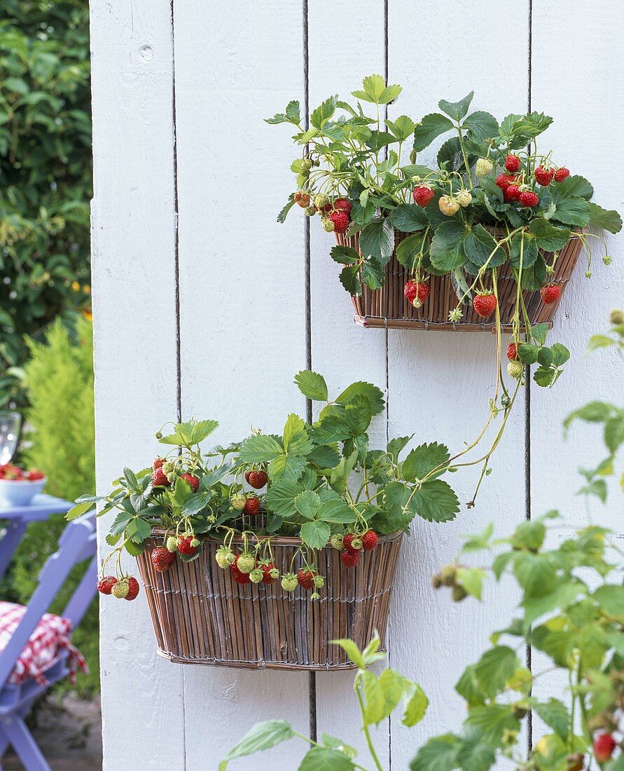 Wall baskets in the summer