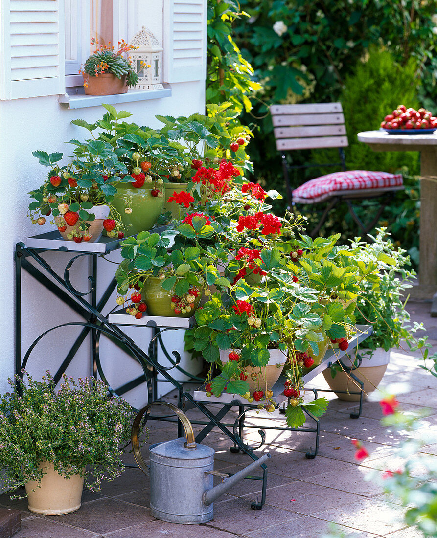 Pflanzentreppe mit Erdbeeren