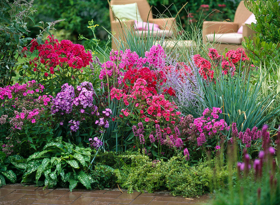 Duftbeet mit Phlox 'Starfire''Kesselring''Landhochzeit''Frau von Mauthner'