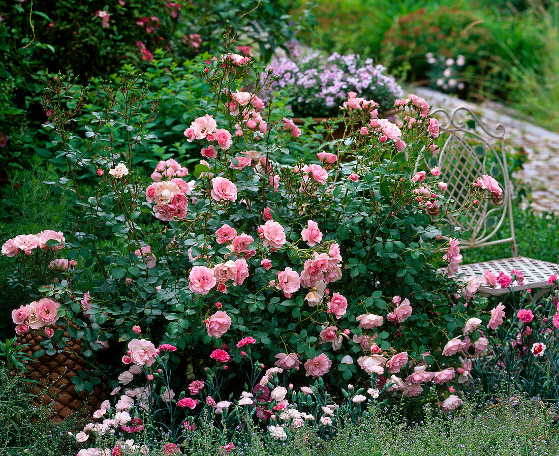 Rosa 'Bonica' (small shrub rose), robust, often flowering