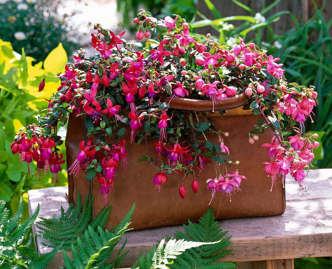 Fuchsia 'Ringwood Market' 'Bodetal' 'Quintett' (Fuchsien)